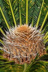 Naklejka na ściany i meble Closeup view of flower of female Sago palm