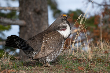 USA, Wyoming, Yellowstone National Park. Dusky grouse male displaying for female.