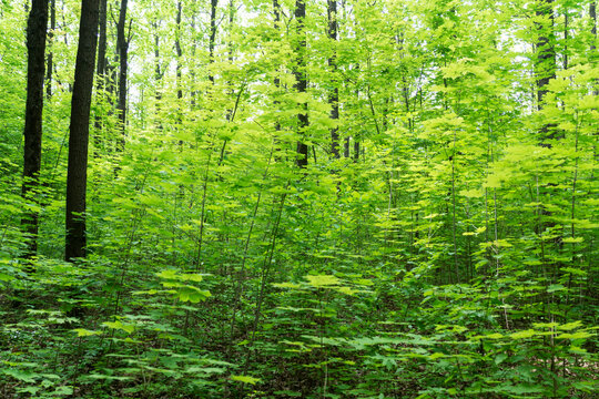 Forest of young green maple trees in spring forest illuminated with sun light. Change of seasons, springtime.