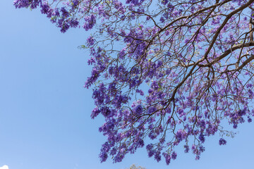 Ramas y flores de Jacarandas con el cielo azul de fondo