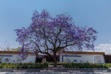 Árbol de jacaranda en la segunda sección de Chapultepec en la Ciudad de México 