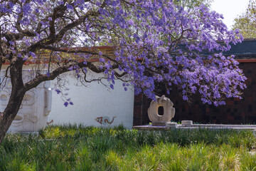 Árbol de jacaranda en la segunda sección de Chapultepec en la Ciudad de México 