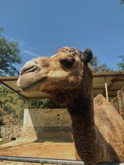 Standing camel head, with eyes and neck
