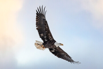 Fototapeta na wymiar Bald Eagle in flight with fish in talons 