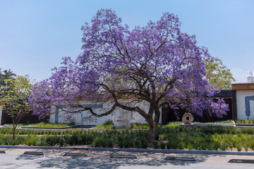 Árbol de jacaranda en la segunda sección de Chapultepec en la Ciudad de México 