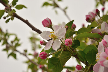 Spring background.Pink colored fruit flowers.Some areas are blurred.