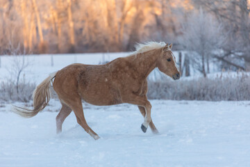 Fototapeta na wymiar Horse drive in winter on Hideout Ranch, Shell, Wyoming. Horses running in snow