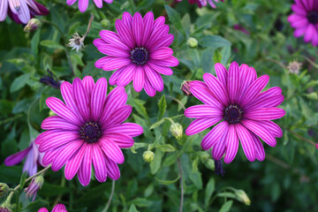 Fototapeta premium pink flowers in the garden