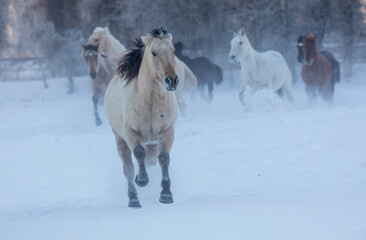 Horse drive in winter on Hideout Ranch, Shell, Wyoming. Herd of horses running in winters snow.