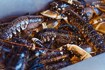 Showcase with fresh live lobsters on a fishmonger stall in seafood store. Selective focus. Copy space.