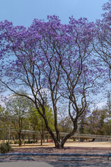 Árbol de jacaranda junto a la calle en la segunda sección de Chapultepec