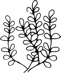 Ink sketch, outline black and white drawing of meadow herb with little leaves. Can be used for logo design or any other minimalist design in ecologic style. Vector illustration