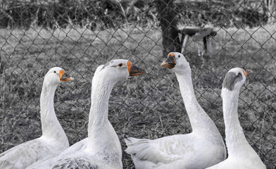 white geese in the garden.