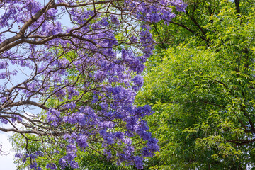 Flores de un arbol de jacaranda, con unas hojas verdes al fondo