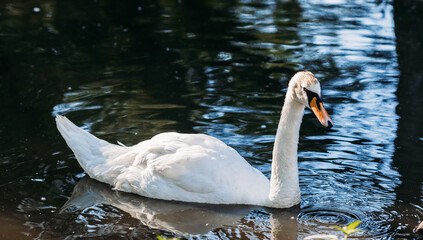 Mute swan floating on the river