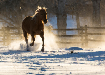 Horse drive in winter on Hideout Ranch, Shell, Wyoming. Horse running through the snow.