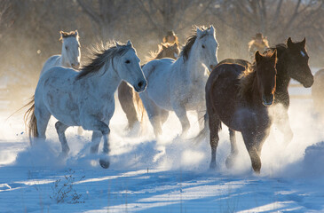 Horse drive in winter on Hideout Ranch, Shell, Wyoming. Herd of horses running in winters snow.