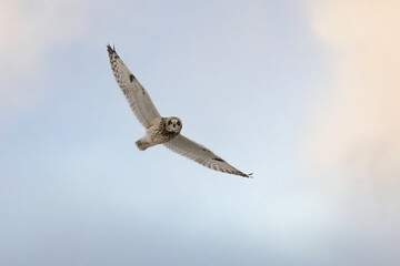 Short Eared Owl in flight
