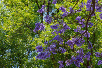 Obraz premium Flores de un arbol de jacaranda, con unas hojas verdes al fondo