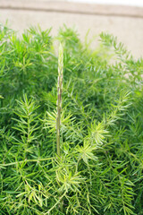 green fern background