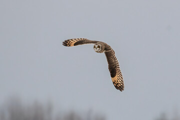 Short Eared Owl in flight - 422419054