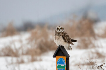 Short Eared Owl in Winter