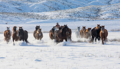 Naklejka premium Horse drive in winter on Hideout Ranch, Shell, Wyoming. Herd of horses running in winters snow.