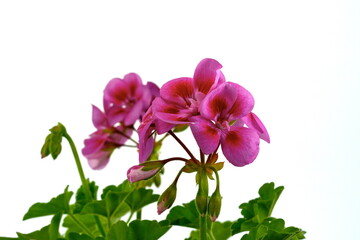 Obraz premium Pink Geranium Pelargonium Flowers isolated on white background.
