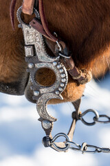 Horse drive in winter on Hideout Ranch, Shell, Wyoming. Close-up of bridal and bit with silver work