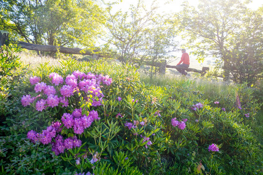 A man sitting on split rail fence next to blooming Rhododendrons, Carver's Gap, Bakersville, North Carolina.
