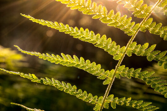 Ferns in forest at sunset, Old Orchard Shelter, Appalachian Trail, Mount Rogers National Recreation Area, Virginia.