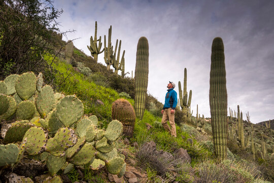 A man hiking through desert cactus field outside Phoenix, Arizona.
