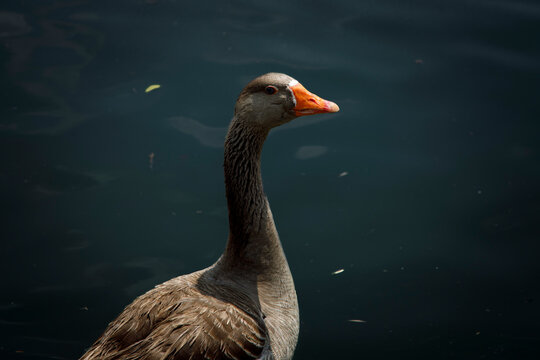 Pato parado a la orilla de  un lago mirando a la c&aacute;mara