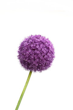 a macro closeup of a curious funny purple pink garden Allium flower cluster from onion and garlic family isolated on white