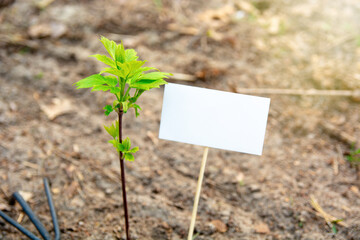 Arbor day - planting a young seedling tree and garden supplies tools