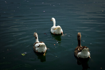 Grupo de patos nadando en un lago de Chapultepec en la Ciudad de México 