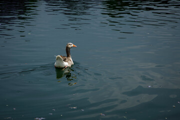 Pato nadando en un lago del Bosque de Chapultepec.