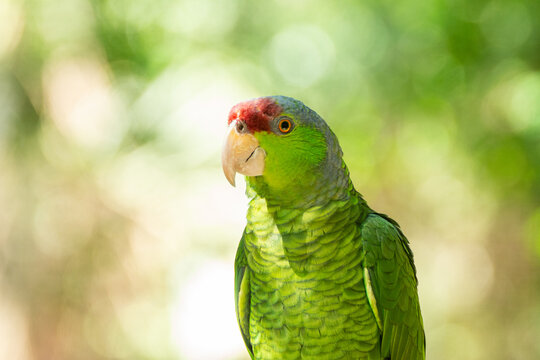 Perico Bilder Durchsuchen 1,605 Archivfotos, und