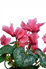 Pink flower of cyclamen in a pot isolated on white background. Persian cyclamen flower. Beautiful and bright cyclamen, background, flowers and pots, spring plant, nice gift .