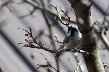 Black-Capped Chickadee Singing On A Branch Welcoming Spring