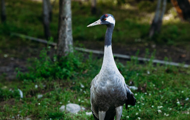 Close-up portrait of a rare gray crane. Nature protection concept