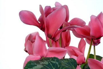 Pink flower of cyclamen in a pot isolated on white background. Persian cyclamen flower. Beautiful and bright cyclamen, background, flowers and pots, spring plant, nice gift .