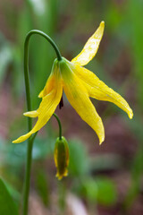 Yellowstone National Park, detail of a glacier lily.