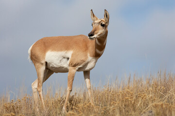 Yellowstone National Park, portrait of a female pronghorn antelope.
