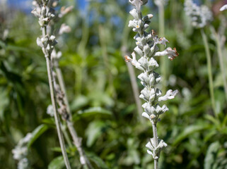 White Flowers in the Garden