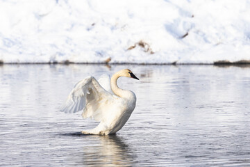 Yellowstone National Park, trumpeter swan flaps its wings after preening.