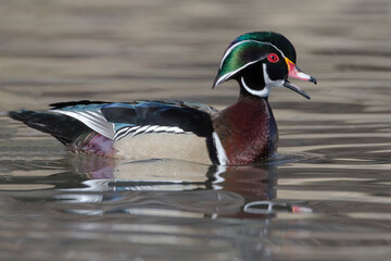 Yellowstone National Park, wood duck drake in breeding plumage floats on the river while calling.