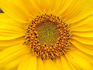 close up of sunflower