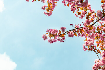 Sakura flowers, cherry blossom