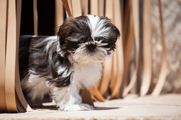 Shih Tzu puppy peeking out of some curtains with selective blur
